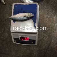 Japanese mackerel, Japanese chub mackerel, frozen mackerel for bait
