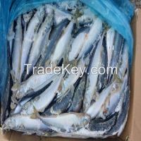 Frozen saba fish saba mackerel chub mackerel for human use