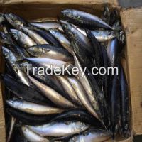 Frozen Pacific mackerel(Scomber Japonicus) whole round Grade A for the bait