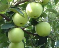 New crop crisp fresh green apple gala apple granny smith in wholesale price as a supplier