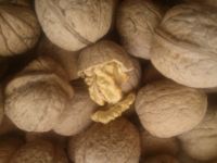 Walnuts Inshell