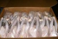 Sell Frozen Chicken & Chicken Breast