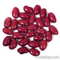 Kidney Beans