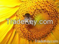 Pure Natural Sunflower Bee Honey