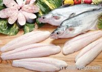 Pangasius fillet supplies