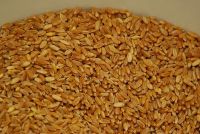 Hard Durum Wheat