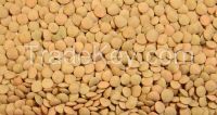 Brown Lentils