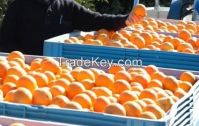 Fresh Oranges, Navels, Valencia