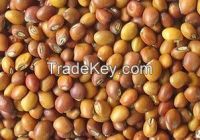 Pigeon Peas