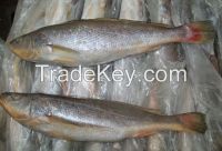 Frozen Croaker Fish