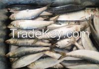 Frozen Sardine, Fresh Sardine