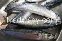 Frozen Mackerel Fish