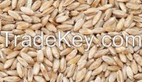 Wheat Grains