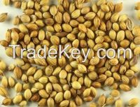 Coriander seeds