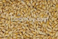 Oats Grain