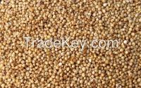 Sorghum Grains