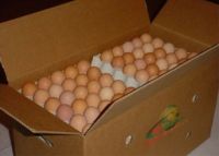 Chicken Eggs, Table Eggs, Fresh Eggs