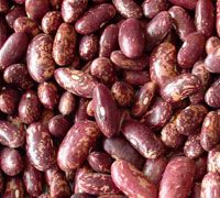 Speckled Kidney Beans / Red Kidney Beans /  Purple Kidney Beans