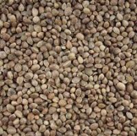 hemp seeds different size