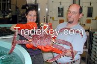 Live RED King Crabs