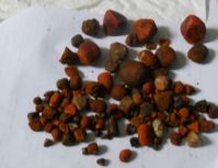 Ox Gallstones