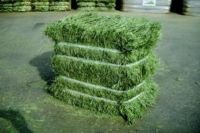 Alfalfa Hay, Supreme Quality Alfalfa Hay, Timothy Hay at factory prices