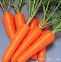 Fresh carrots