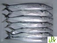 Frozen seafood both Indian mackerel and tuna