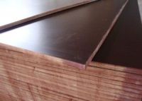 Poplar Film Faced Plywood