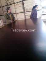 15mm film faced plywood