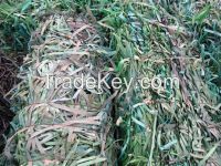 PET Strappings wastes Green Coloured in bales