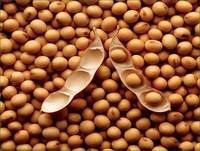 Tastless Preserved Soybean/Yellow Soybean/Non GMO Soybean