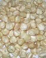 1 ST Grade Quality White Corn