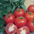 hybrid tomato seeds