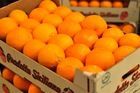 FRESH ORANGES FOR SALE FROM SOUTH AFRICA