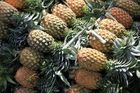high quality fresh pineapple competitive price