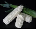 Non GMO White Corn