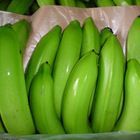 Fresh Cavendish Banana