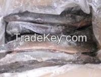Frozen Catfish Exporters