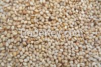sesame seeds for sell