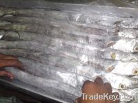 OFFER:  RIBBONFISH FOR EXPORT