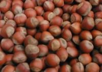 Hazelnuts Origin from