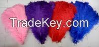 Quality Dyed ostrich feather for sell