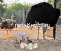 Ostrich Eggs for sell