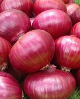 fresh longyan onion
