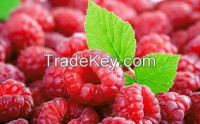 blackberry fresh fruit