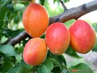 Sell Fresh Apricot