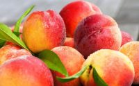 Sell Fresh Peaches, Peach