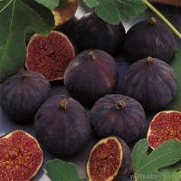 Sell Fresh Figs, Fig
