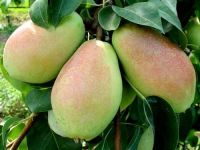 Sell Fresh Pears, Pear